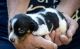 Miniature Dachshund Puppies for sale in Pinon Hills, CA, USA. price: NA