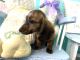 Miniature Dachshund Puppies for sale in Red House, WV, USA. price: $600