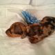 Miniature Dachshund Puppies for sale in Trenton, GA 30752, USA. price: NA