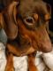 Miniature Dachshund Puppies for sale in McQueeney, TX, USA. price: NA