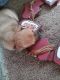 Miniature Dachshund Puppies for sale in Lancaster, CA, USA. price: $200