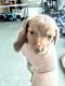 Miniature Dachshund Puppies for sale in West Branch, MI 48661, USA. price: NA
