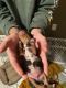 Miniature Dachshund Puppies for sale in Buckhannon, WV 26201, USA. price: NA