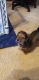 Miniature Dachshund Puppies for sale in Simpsonville, SC, USA. price: NA