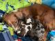 Miniature Dachshund Puppies for sale in Colorado Springs, CO, USA. price: $1,000