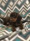 Miniature Dachshund Puppies for sale in Loogootee, IN 47553, USA. price: $1,000