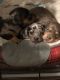 Miniature Dachshund Puppies for sale in Chicago, IL, USA. price: NA
