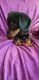 Miniature Dachshund Puppies for sale in Stratford, WI 54484, USA. price: NA