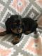 Miniature Dachshund Puppies for sale in Loogootee, IN 47553, USA. price: $950