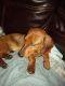 Miniature Dachshund Puppies for sale in Fort Morgan, CO 80701, USA. price: NA