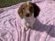 Miniature Dachshund Puppies for sale in Bristow, VA 20136, USA. price: NA