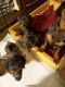 Miniature Dachshund Puppies for sale in Corinth, MS 38834, USA. price: $500
