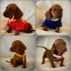 Miniature Dachshund Puppies for sale in Corona, CA 92880, USA. price: $780
