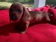 Miniature Dachshund Puppies for sale in Townsend, GA 31331, USA. price: NA