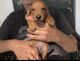 Miniature Dachshund Puppies for sale in California City, CA, USA. price: NA