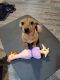 Miniature Dachshund Puppies for sale in El Paso, TX, USA. price: NA