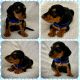 Miniature Dachshund Puppies for sale in Corona, CA 92880, USA. price: $860