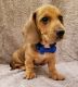 Miniature Dachshund Puppies for sale in Fairhope, AL 36532, USA. price: $750