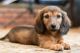 Miniature Dachshund Puppies for sale in White Plains, NY, USA. price: NA