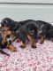 Miniature Dachshund Puppies for sale in Los Angeles, CA, USA. price: $600