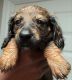 Miniature Dachshund Puppies for sale in Riverdale, GA, USA. price: NA