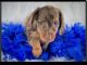 Miniature Dachshund Puppies for sale in Rochester, NY, USA. price: NA