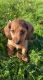 Miniature Dachshund Puppies for sale in Long Island Expy, New York, NY, USA. price: $1,200