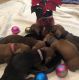 Miniature Dachshund Puppies for sale in Townsend, GA 31331, USA. price: NA
