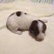 Miniature Dachshund Puppies for sale in West Branch, MI 48661, USA. price: $1,400