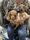 Miniature Dachshund Puppies for sale in College Station, TX, USA. price: NA