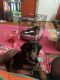 Miniature Dachshund Puppies for sale in Buffalo, NY, USA. price: $1,050