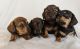 Miniature Dachshund Puppies for sale in Atlanta, GA, USA. price: NA