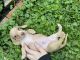 Miniature Dachshund Puppies for sale in Chillicothe, OH 45601, USA. price: NA