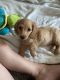 Miniature Dachshund Puppies for sale in Amarillo, TX, USA. price: NA
