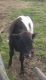 Miniature Donkey Animals for sale in OH-56, Circleville, OH 43113, USA. price: $1,000