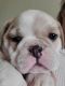 Miniature English Bulldog Puppies for sale in Shelby, NC, USA. price: $1,600