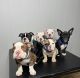 Miniature English Bulldog Puppies