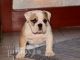 Miniature English Bulldog Puppies for sale in Montgomery, AL, USA. price: NA