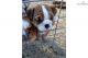 Miniature English Bulldog Puppies for sale in East Los Angeles, CA, USA. price: NA