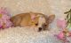 Miniature English Bulldog Puppies for sale in Colorado Springs, CO, USA. price: NA
