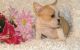 Miniature English Bulldog Puppies for sale in Savannah, GA, USA. price: NA