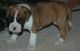 Miniature English Bulldog Puppies for sale in Hollywood, FL, USA. price: $470