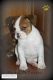 Miniature English Bulldog Puppies for sale in Honolulu, HI, USA. price: NA