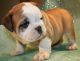 Miniature English Bulldog Puppies for sale in Boise, ID, USA. price: $470