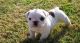Miniature English Bulldog Puppies for sale in Springfield, IL, USA. price: NA