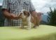 Miniature English Bulldog Puppies for sale in Overland Park, KS, USA. price: NA
