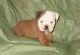 Miniature English Bulldog Puppies for sale in Baltimore, MD, USA. price: NA
