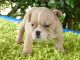 Miniature English Bulldog Puppies for sale in Detroit, MI, USA. price: $470
