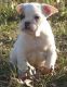 Miniature English Bulldog Puppies for sale in Jackson, MS, USA. price: NA