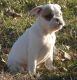 Miniature English Bulldog Puppies for sale in Independence, MO, USA. price: NA